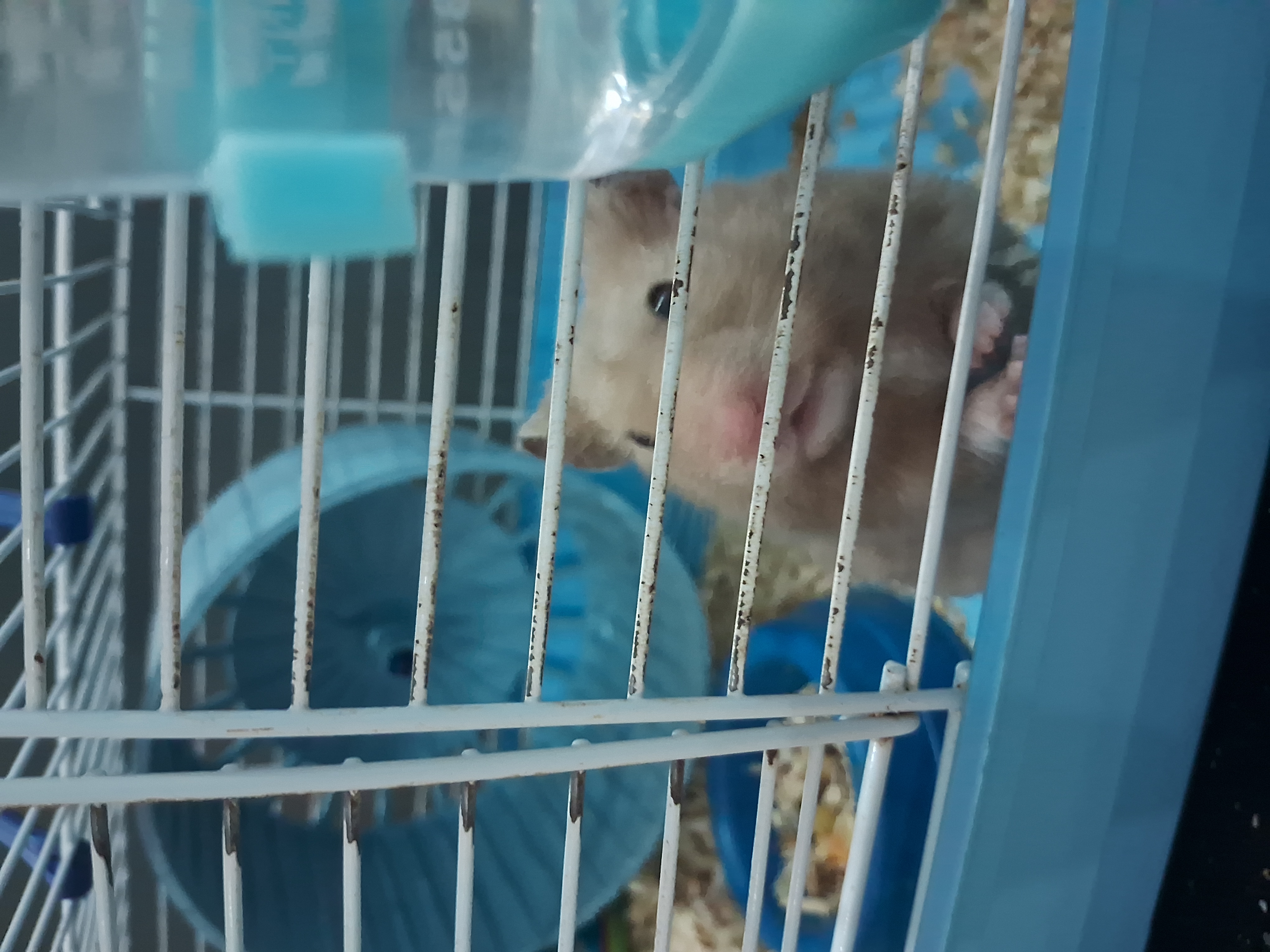 Vinicius